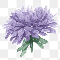 Purple aster flower transparent png watercolor sticker