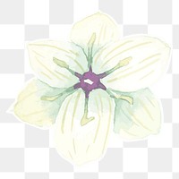 White orchid flower transparent png watercolor sticker