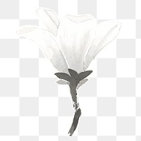 White lily flower transparent png watercolor sticker