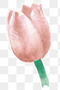 Pink tulip flower transparent png watercolor sticker