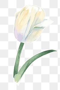 White tulip flower transparent png watercolor sticker