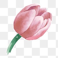 Pink tulip flower transparent sticker png watercolor