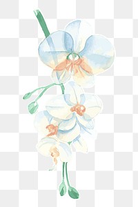 White orchid flower transparent png watercolor sticker