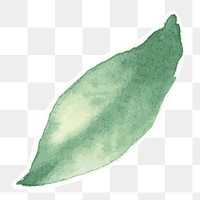 Green leaf botanical transparent png watercolor sticker