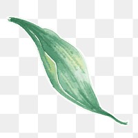 Green leaf botanical transparent png watercolor sticker