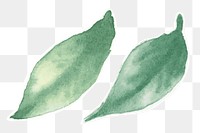 Hand drawn green leaf png watercolor decorative collection