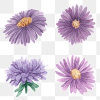 Purple aster sticker png vintage watercolor set