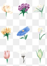 Hand drawn flowers png colorful watercolor decorative collection