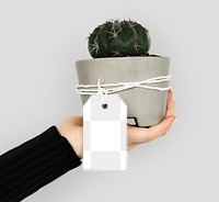 Hand holding a cactus transparent png