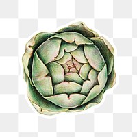 Organic raw food png artichoke drawing illustration