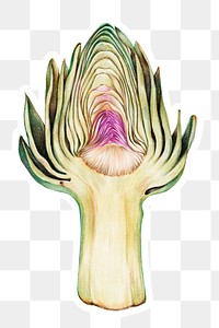 Fresh vegetable artichoke png illustration sticker