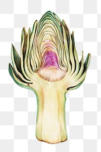 Green artichoke vegetable illustration png organic