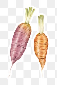 Fresh vegetable carrot png illustration sticker