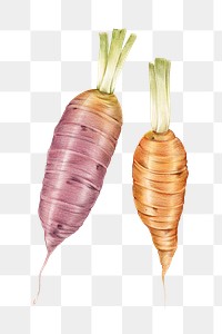 Fresh carrot vegetable png illustration botanical hand drawn