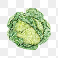 Vintage green cabbage sticker png illustration