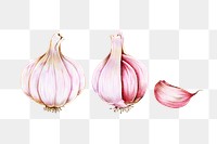 Fresh garlic illustration png botanical drawing