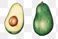 Organic food png avocado drawing illustration