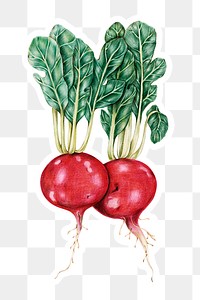Organic food png radish drawing illustration set