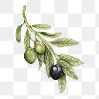 Raw olive illustration png sticker hand drawn