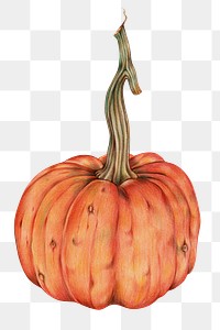 Organic raw food png pumpkin drawing illustration