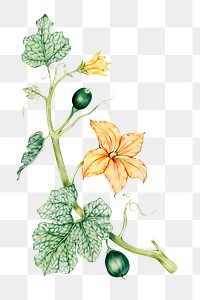 Blooming pumpkin flower png botanical illustration