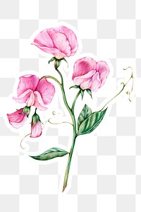Blooming pink flower png botanical illustration sticker