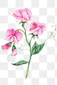 Blooming pink flower png botanical illustration
