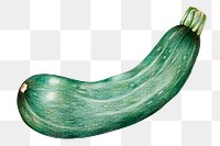 Green zucchini vegetable illustration png organic