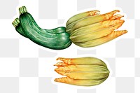 Zucchini sticker png organic botanical illustration