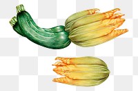 Fresh vegetable zucchini png illustration sticker