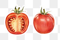 Fresh tomato illustration png botanical drawing