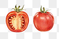 Vintage red tomato sticker png illustration
