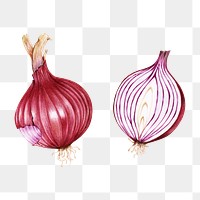 Fresh shallot vegetable png illustration botanical hand drawn