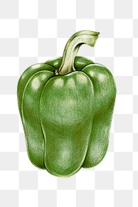 Green bell pepper png vegetable drawing illustration