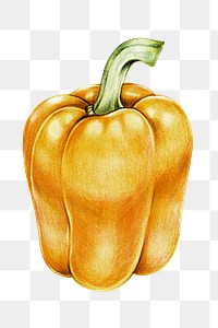 Yellow bell pepper sticker png organic botanical illustration