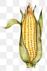 Vintage yellow corn sticker png illustration
