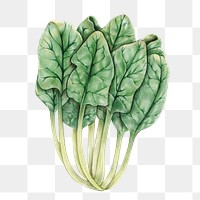Green chard vegetable illustration png organic