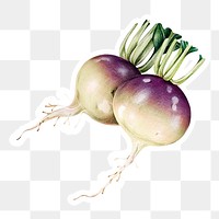 Fresh turnip vegetable png illustration botanical hand drawn
