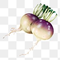 Fresh turnip illustration png botanical drawing