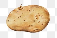 Organic raw food potato png  illustration
