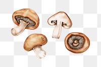 Organic food mushroom  drawing png illustration