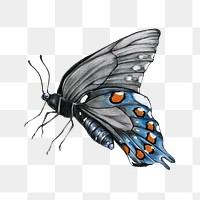 Vintage blue butterfly insect drawing png illustration
