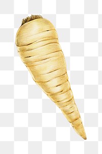 Organic food parsnip png hand drawn illustration