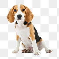 PNG cute sitting beagle, dog sticker