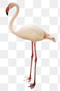 White flamingo design element 