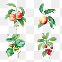 Fruit sticker design element set