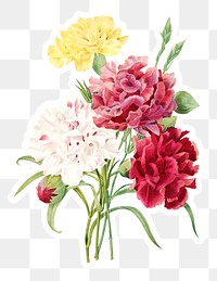 Carnation flowers sticker overlay design element 