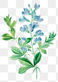 Sweet pea flower png botanical illustration, remixed from artworks by Pierre-Joseph Redout&eacute;