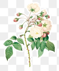 Rose adelaide flower sticker overlay design element
