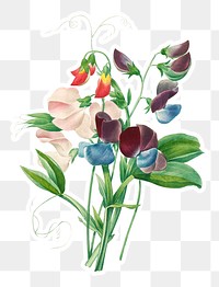 Sweet pea flowers sticker overlay design element 